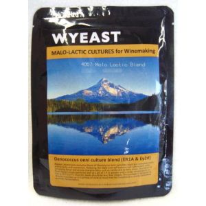 Malo Lactic Culture: Wyeast 4007
